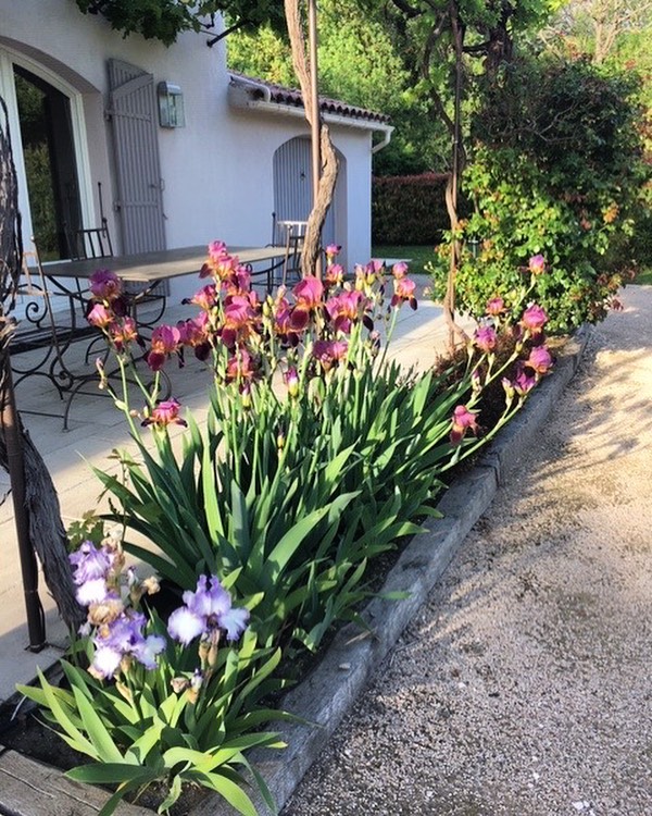 Lumière rasante sur les iris ☀️ #lescarrairades